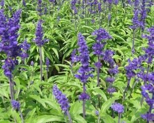 青州承玉花卉苗木基地 山東草花與苗木的首選供應(yīng)平臺(tái)