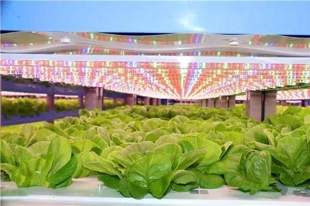 科技農(nóng)業(yè)新篇章 無土壤無陽(yáng)光的家庭蔬菜種植