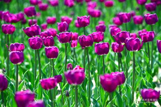 春之使者 郁金香，機械鏡頭下的生命禮贊